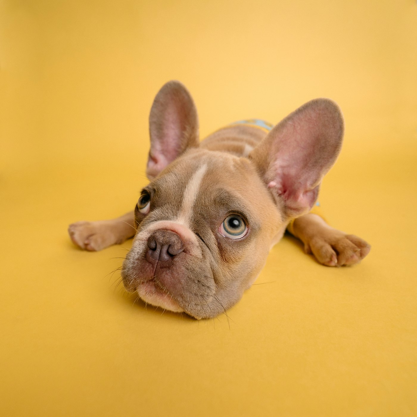 French bulldog after a groom