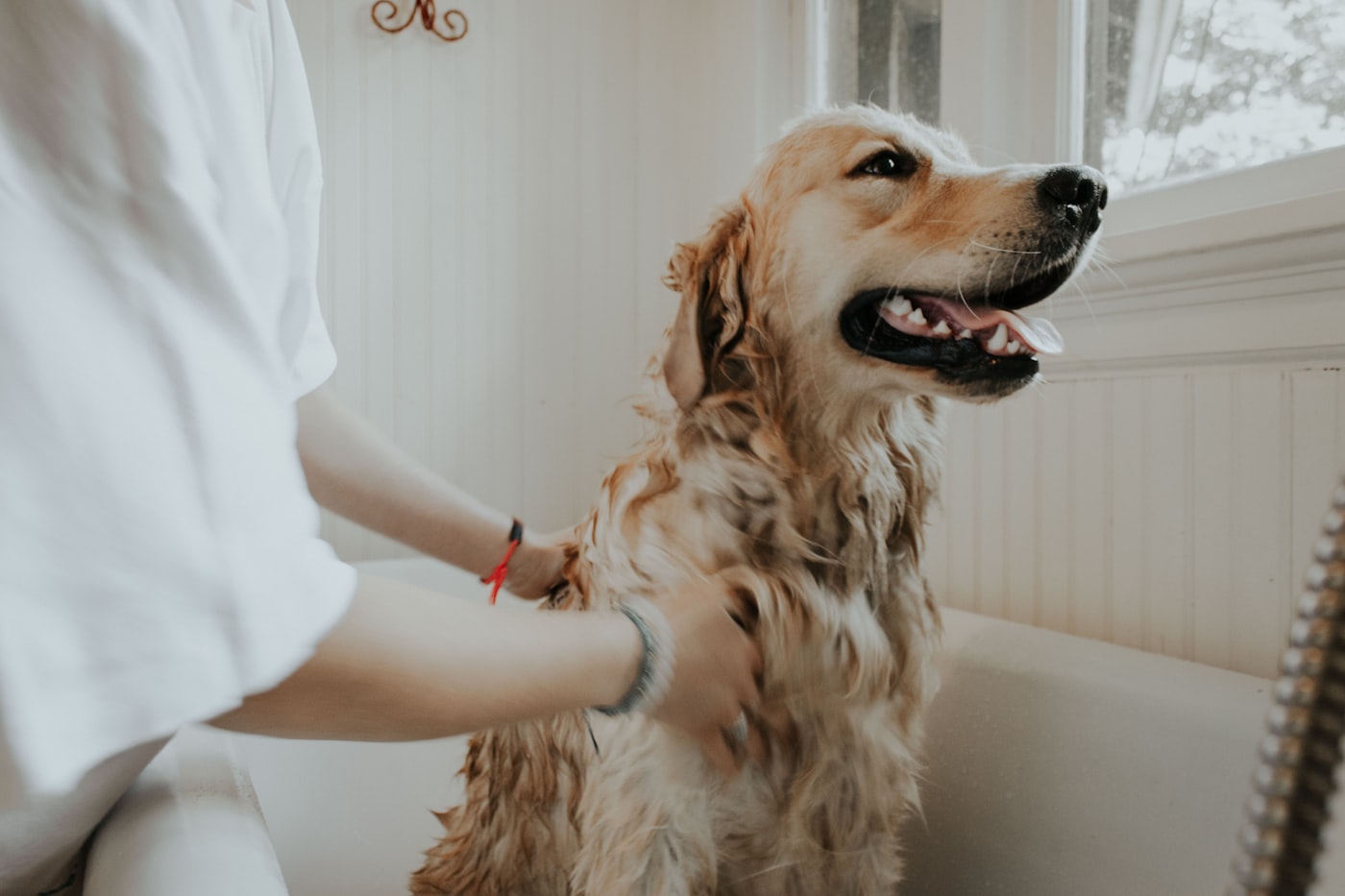 A dog being bathed at Bramble & Bone