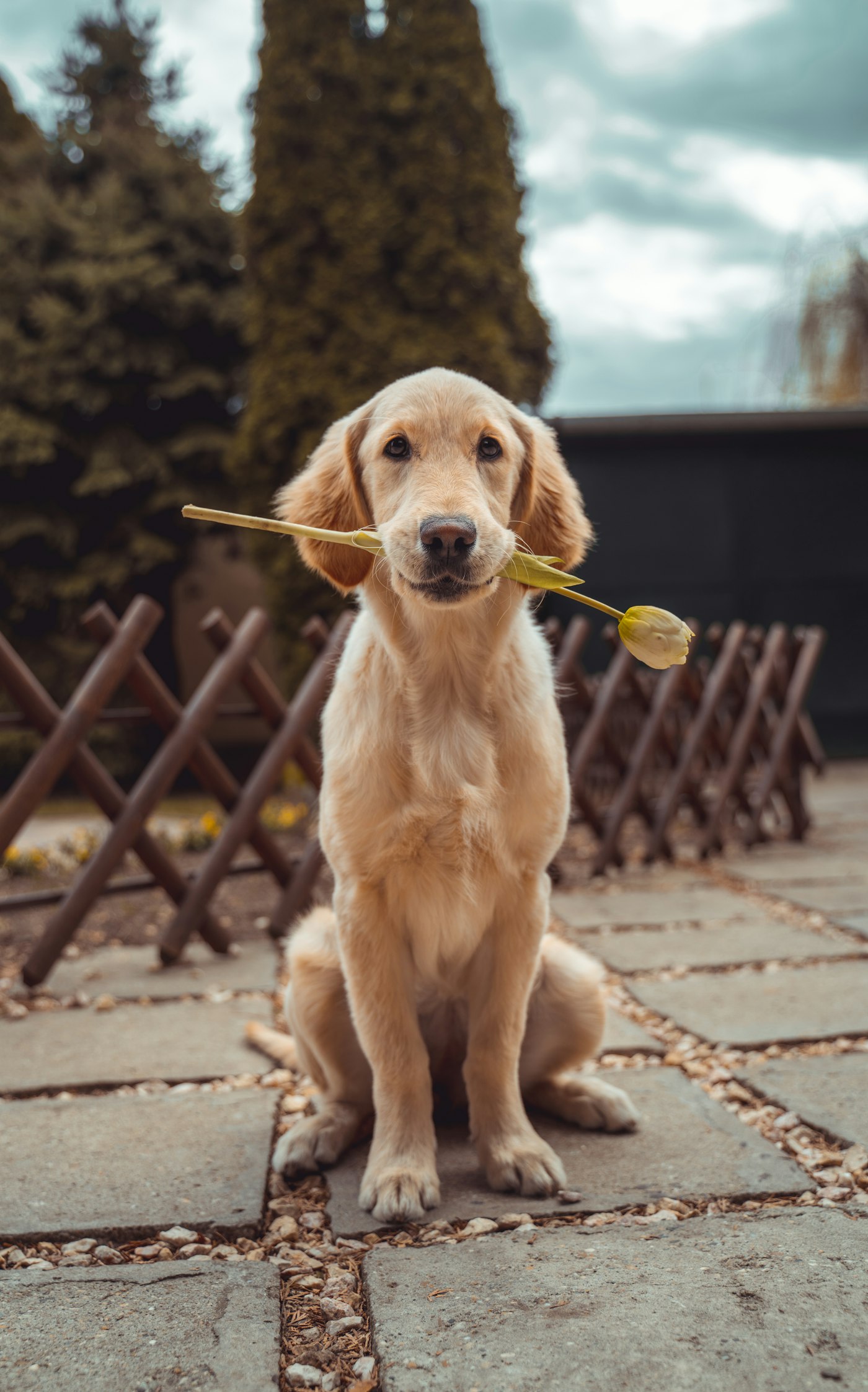 Golden retriever puppy